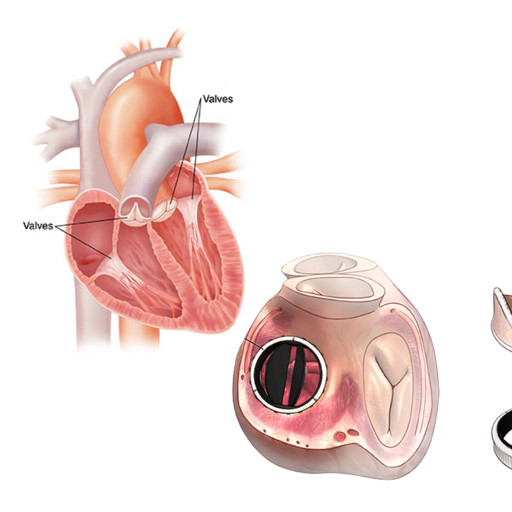 Specialist in Cardiology, Internal Medicine, and Rheumatic Fever