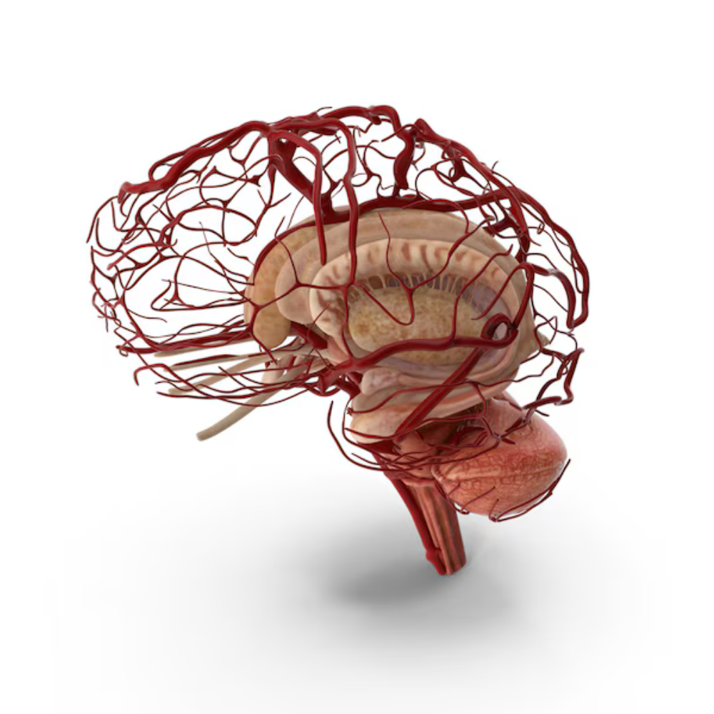 Neuro-Medicine Specialist