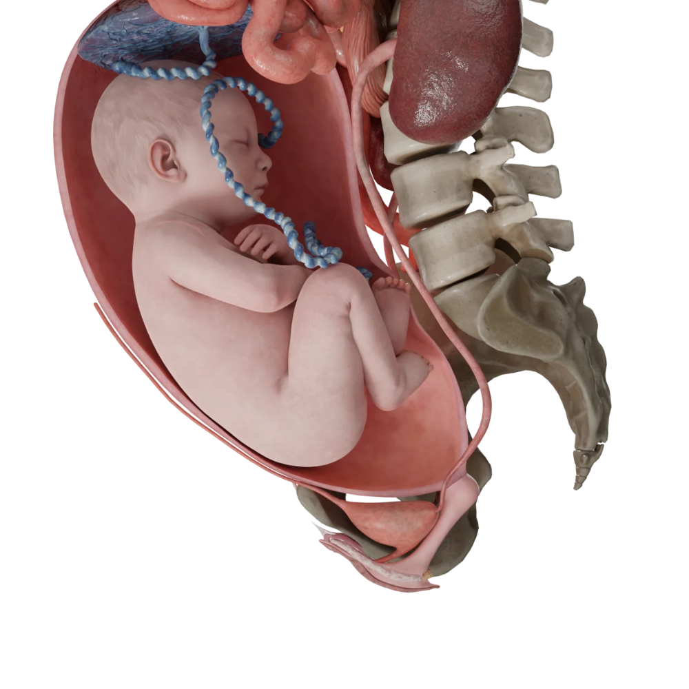 Gynecology and Obstetrics Specialist