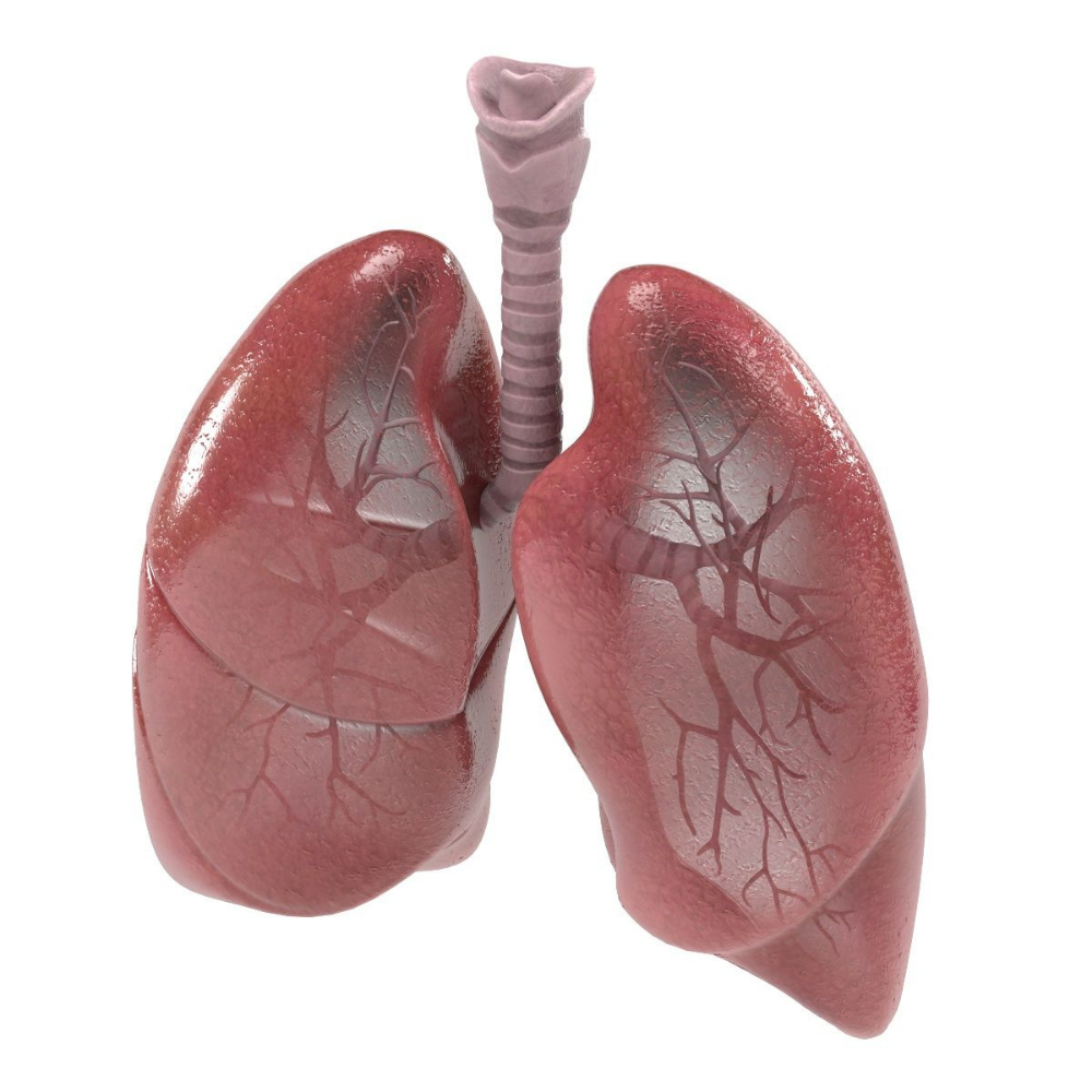 Chest Diseases, Respiratory Problems, Tuberculosis (TB), and Medicine Specialist